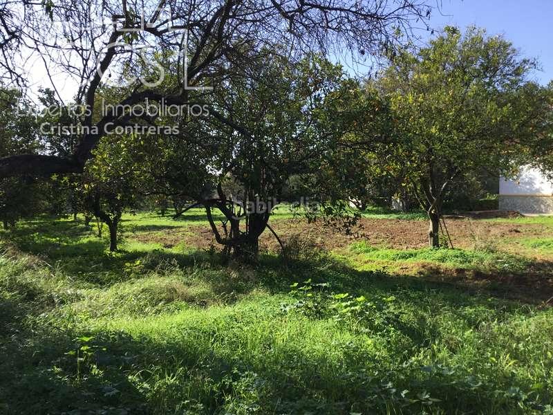 Foto c711b8b3-481a-4fc5-8472-ada36d51c082. Fondo rustico in Loreto Espartinas