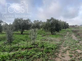 Finca rústica a Almonte. Venta de finca en propiedad, de 14.068 m2 de terreno toda de oli