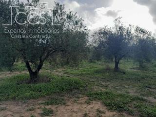 Finca rústica a Almonte. Venta de finca en propiedad, de 14.068 m2 de terreno toda de oli