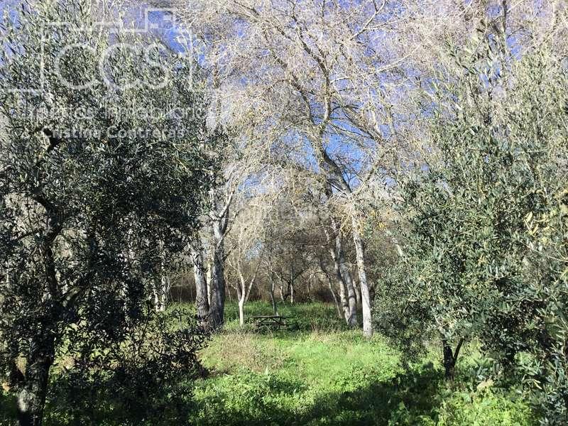Foto 483aac69-b527-426c-8e9b-904717d75827. Masía venta de finca de olivos de 14.256 m2 con construcción de 212 m2, alberca y arboledas varias . en Pilas