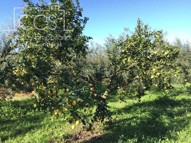 Foto 5673402d-bb77-458d-a778-926e24b96c21. Masía venta de finca de olivos de 14.256 m2 con construcción de 212 m2, alberca y arboledas varias . en Pilas