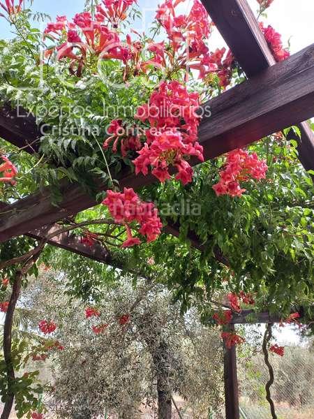 Foto 60a10c37-1638-404b-8fa2-a04aa954d216. Masía venta de finca de olivos de 14.256 m2 con construcción de 212 m2, alberca y arboledas varias . en Pilas