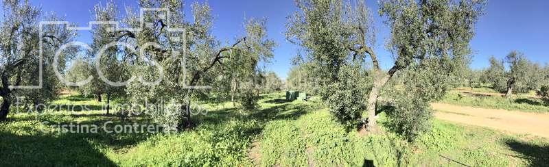 Foto 6a636d4f-b10d-4689-b491-88b0cb15c003. Masía venta de finca de olivos de 14.256 m2 con construcción de 212 m2, alberca y arboledas varias . en Pilas