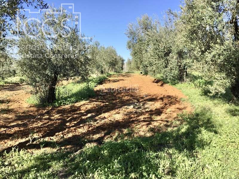 Foto 770467f0-9f58-4c0c-bfcc-b6f2c6516e9e. Masía venta de finca de olivos de 14.256 m2 con construcción de 212 m2, alberca y arboledas varias . en Pilas