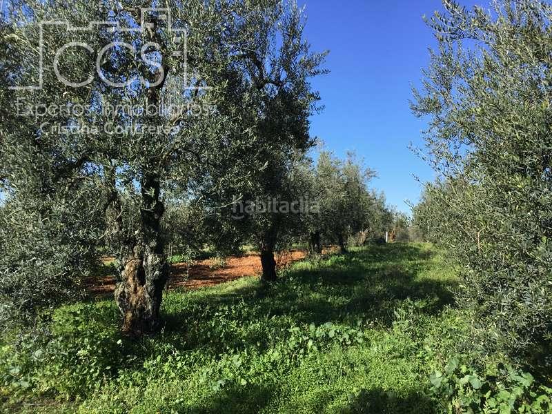 Foto 956abd40-31a1-4548-b612-e7fad99bb091. Masía venta de finca de olivos de 14.256 m2 con construcción de 212 m2, alberca y arboledas varias . en Pilas