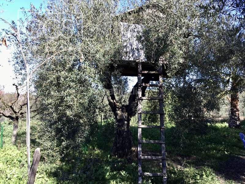 Foto cad787cd-5913-4d7a-85b4-e2e1a370d9f3. Masía venta de finca de olivos de 14.256 m2 con construcción de 212 m2, alberca y arboledas varias . en Pilas