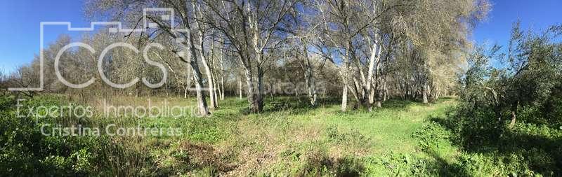 Foto ccfbb7ae-ad29-462d-a6ca-c08b6dd313c6. Masía venta de finca de olivos de 14.256 m2 con construcción de 212 m2, alberca y arboledas varias . en Pilas