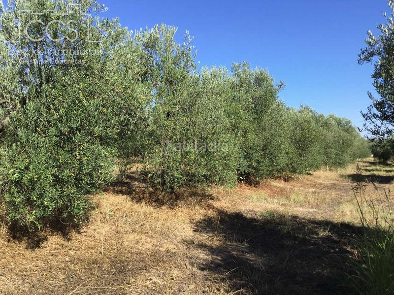 Foto 6b57a22f-ca83-42dc-afa9-708d6002f174. Propriété dans Almonte Almonte