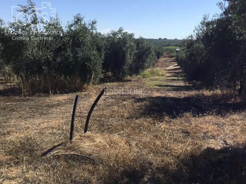 Foto 9cd87875-3e73-480c-aa08-decb03325e16. Propriété dans Almonte Almonte