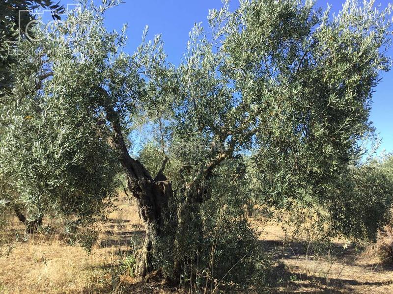 Foto ad321582-d3a9-49a0-8a33-b7031aeabdac. Propriété dans Almonte Almonte