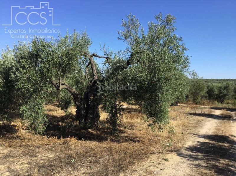 Foto b36536c7-f3bf-46f9-b3ad-6383e7f9767e. Propriété dans Almonte Almonte