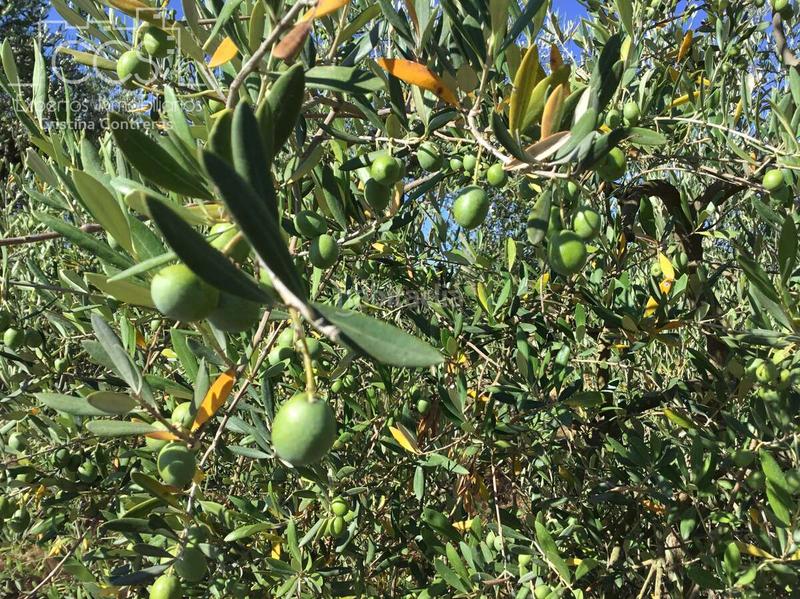 Foto b3681273-1ef9-4eb2-8c64-86c27bc4f35f. Propriété dans Almonte Almonte