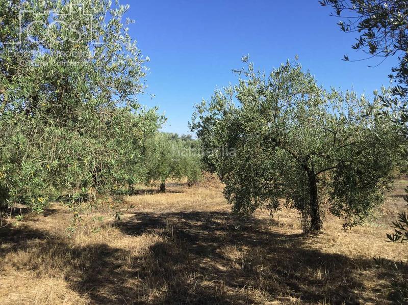 Foto ea6318be-ac47-4d6a-9602-f39c3b822250. Propriété dans Almonte Almonte