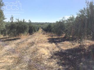 Finca rústica a Almonte. Venta de finca en propiedad de 20.321 m2, de olivar, en almonte.