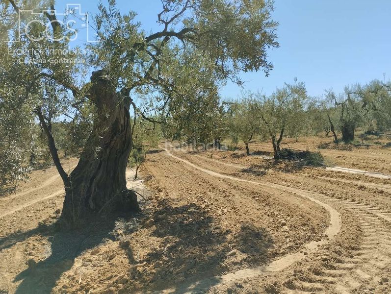 Foto 952ea628-fd32-4066-b4ca-09a49b18496a. Finca rústica a Almonte Almonte