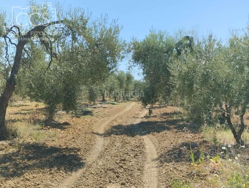 Foto 0f9125df-e859-46aa-b673-31906f97f858. Fondo rustico in Almonte Almonte