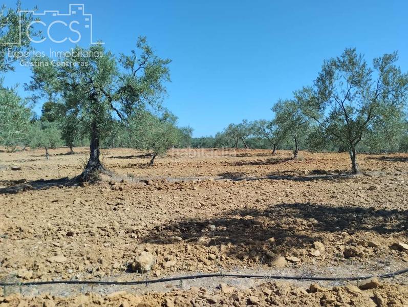 Foto 1e2da5a3-11c0-4c0a-abd8-b675bcbde525. Fondo rustico in Almonte Almonte