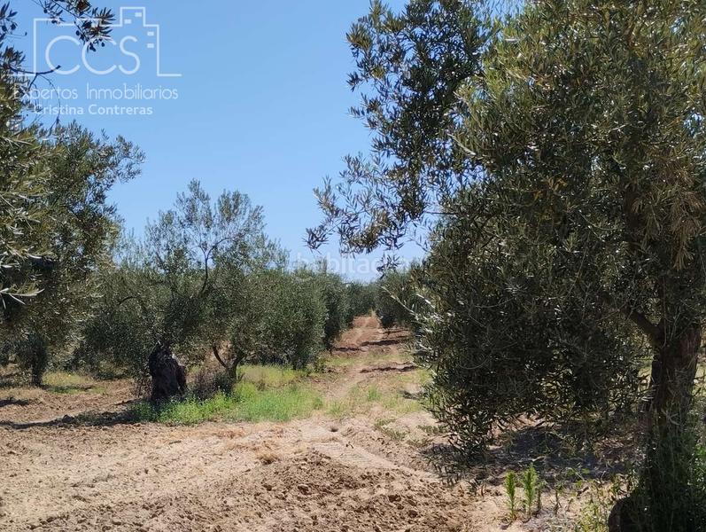 Foto 6558fa79-6ad7-4f02-a69f-ce1e006f7a78. Fondo rustico in Almonte Almonte