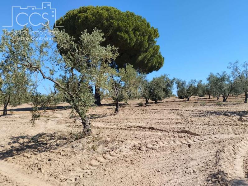 Foto 6d8a8eec-2bc8-44d7-8750-e60bfda53c2a. Fondo rustico in Almonte Almonte