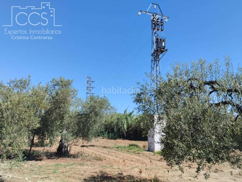 Foto 74b90a4e-8dd4-4b94-be6e-1c61941ddc15. Fondo rustico in Almonte Almonte