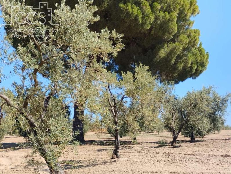 Foto 7d5ddff5-49da-411f-9fbe-c57b193c1f6c. Fondo rustico in Almonte Almonte