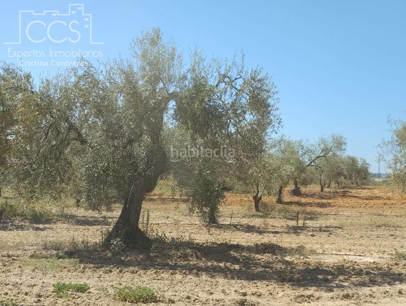 Foto 7f09aea5-c56d-44a4-b7fb-447fcec27c12. Fondo rustico in Almonte Almonte