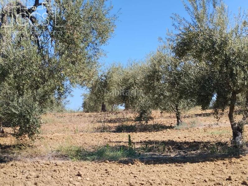 Foto a3a88edb-34e7-4196-8a75-32615e7ce449. Fondo rustico in Almonte Almonte