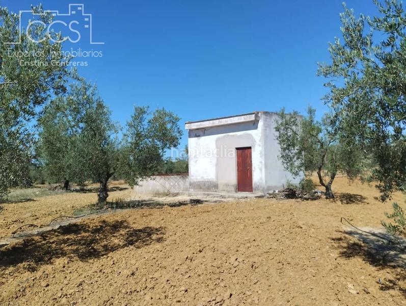 Foto a4bd4a0f-94a1-4e44-bb06-5791db44855c. Fondo rustico in Almonte Almonte