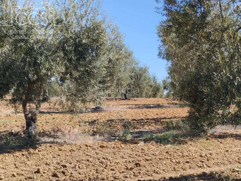 Foto c8a646b5-23a9-4cd9-944a-721c3a52c8b8. Fondo rustico in Almonte Almonte