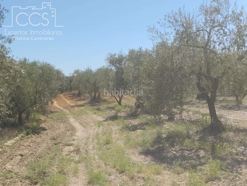 Foto f316f91b-3c97-4928-bf7e-15386d3d2a5d. Fondo rustico in Almonte Almonte