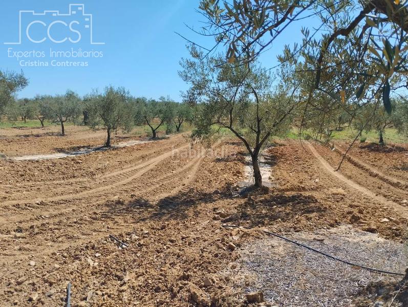 Foto f37d6b28-88b8-4af1-b960-edc31719f4a5. Fondo rustico in Almonte Almonte