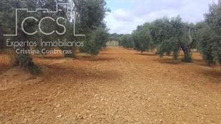 Finca rústica a Almonte. Venta de parcela de 2.3 ha de olivar en almonte  huelva. propied