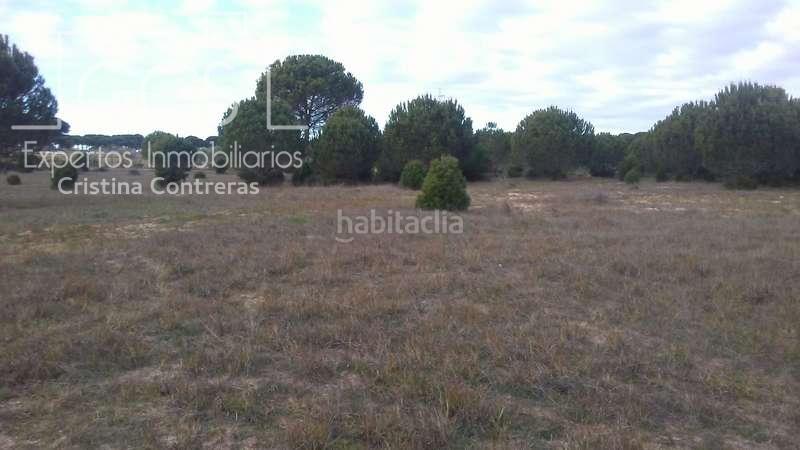 Foto 4fd17508-4153-4af7-962a-b5f8e7bb637b. Finca rústica a Almonte Almonte