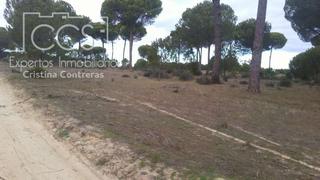 Finca rústica a Almonte. Venta de finca de 8,47 ha, en almonte. en propiedad.
