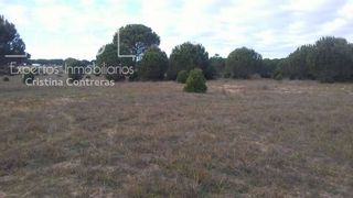 Finca rústica a Almonte. Venta de finca rústica de 68.100 m en almonte  pinares y eucalip