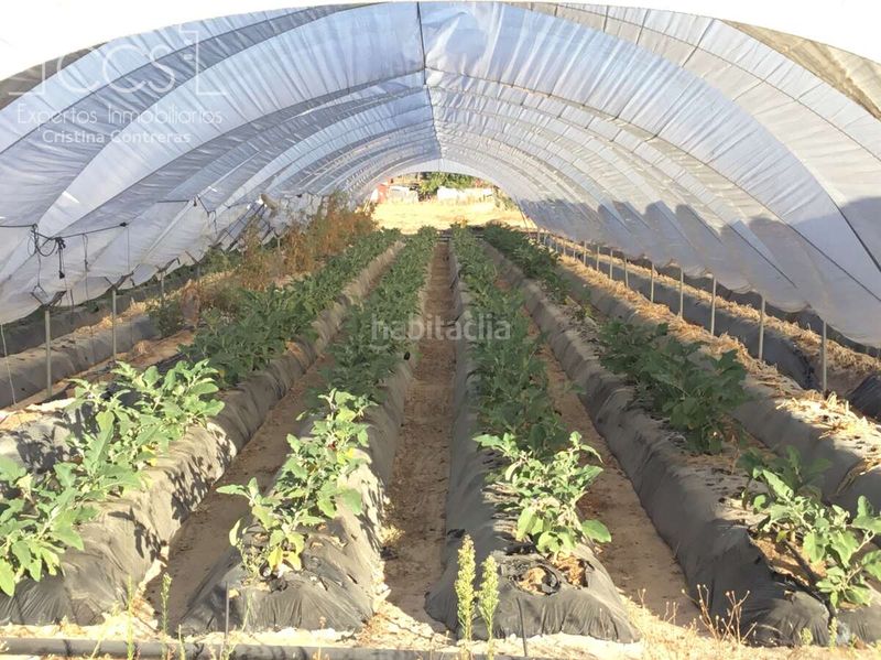 Foto dbc3f8ce-819d-4364-be3c-dc19264978db. Finca rústica a Almonte Almonte