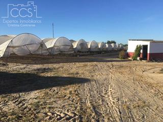 Rural plot in Almonte. Venta de finca en concesión de 4 ha de regadío en almonte.
