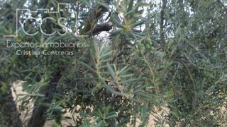 Finca rústica a Almonte. Venta de finca en propiedad de olivar , pozo legalizado en regad