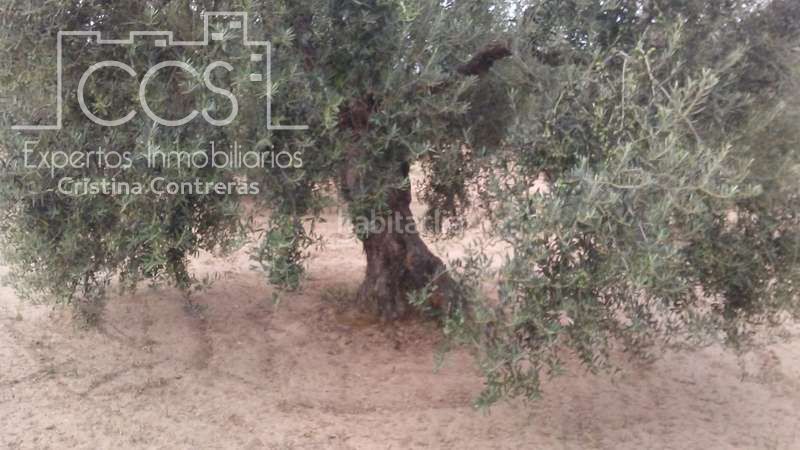 Foto 4b756d62-6ddb-421b-ad8e-de6c52214e91. Finca rústica a Almonte Almonte