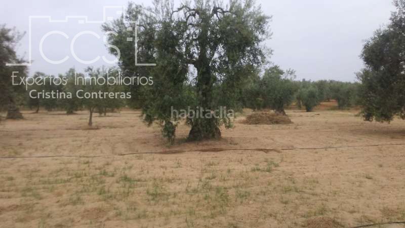 Foto 5f22fbd3-223d-4475-bd84-cca13dc7934e. Finca rústica a Almonte Almonte