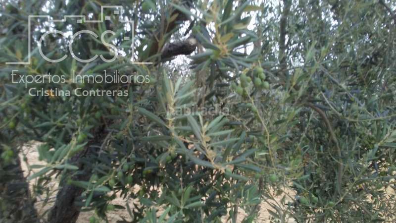 Foto a9f9607a-7d45-4362-9aa7-7f3b2a279068. Finca rústica a Almonte Almonte