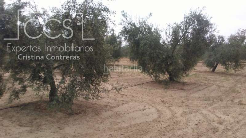 Foto deee40f8-43ed-4ade-bfba-0a533b6b09b4. Finca rústica a Almonte Almonte