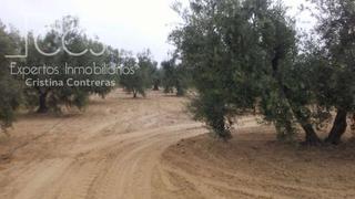 Landgut in Almonte. Venta de finca en propiedad de olivar manzanilla de 14.725m2 en