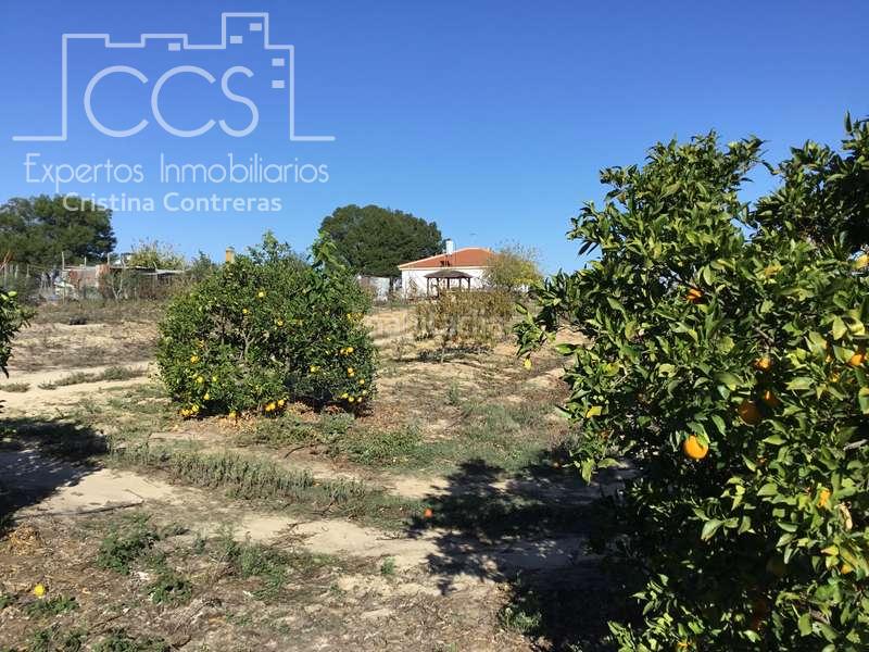 Foto 344f0b59-cc3c-4f8d-bf2c-0332c93d9cc8. Masía venta de finca en concesión, de 1 ha. de terreno con 90 m2 construidos , en Almonte