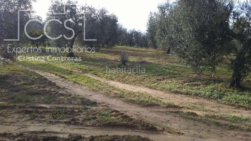 Foto 090de492-21ca-4cd3-8d57-4b6475582bad. Landgut in Almonte Almonte