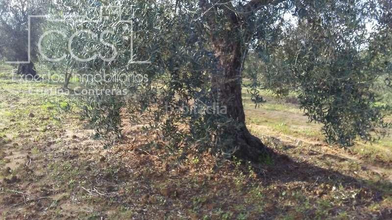 Foto 167fb02b-a758-45a5-8755-6f7692d64b40. Landgut in Almonte Almonte