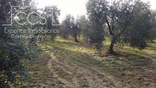 Finca rústica a Almonte. Venta de finca de 18.000 m2 de olivos en concesión en almonte.