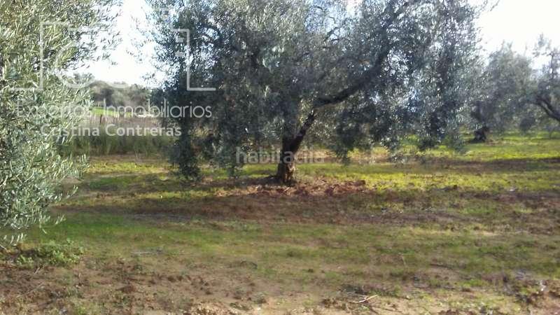 Foto a58683cb-1bf2-4f97-a418-763e96d5877e. Landgut in Almonte Almonte