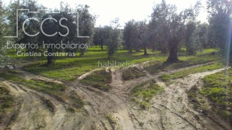 Foto fd3c234b-7c77-4231-9799-0d84d676afa5. Landgut in Almonte Almonte