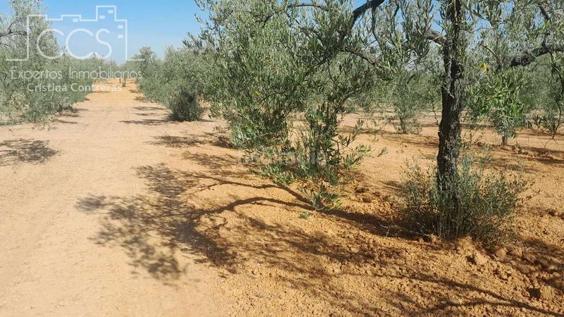 Foto 356cd9e3-93d2-4d3f-ac1a-2d7b0f6c346c. Finca rústica venta de finca en propiedad de 10ha, huelva en Almonte